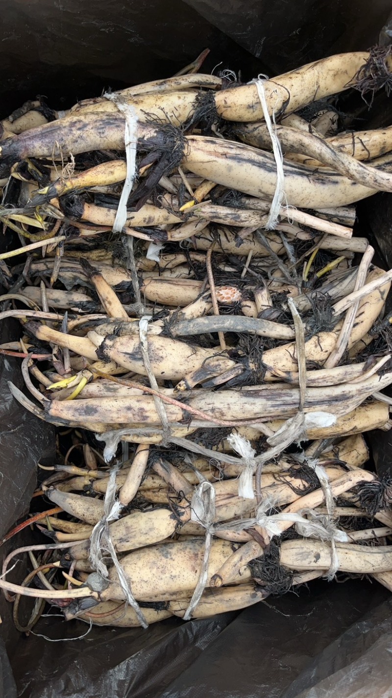 观赏性荷花种苗产地直发货源充足量大从优欢迎电话联系