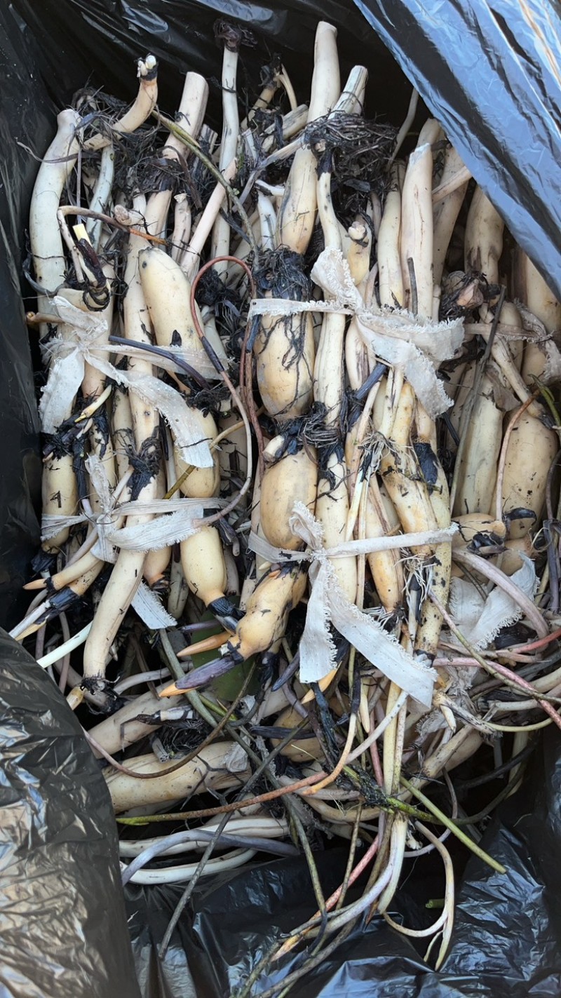 观赏性荷花种苗产地直发货源充足量大从优欢迎电话联系