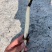观赏性荷花种苗产地直发货源充足量大从优欢迎电话联系