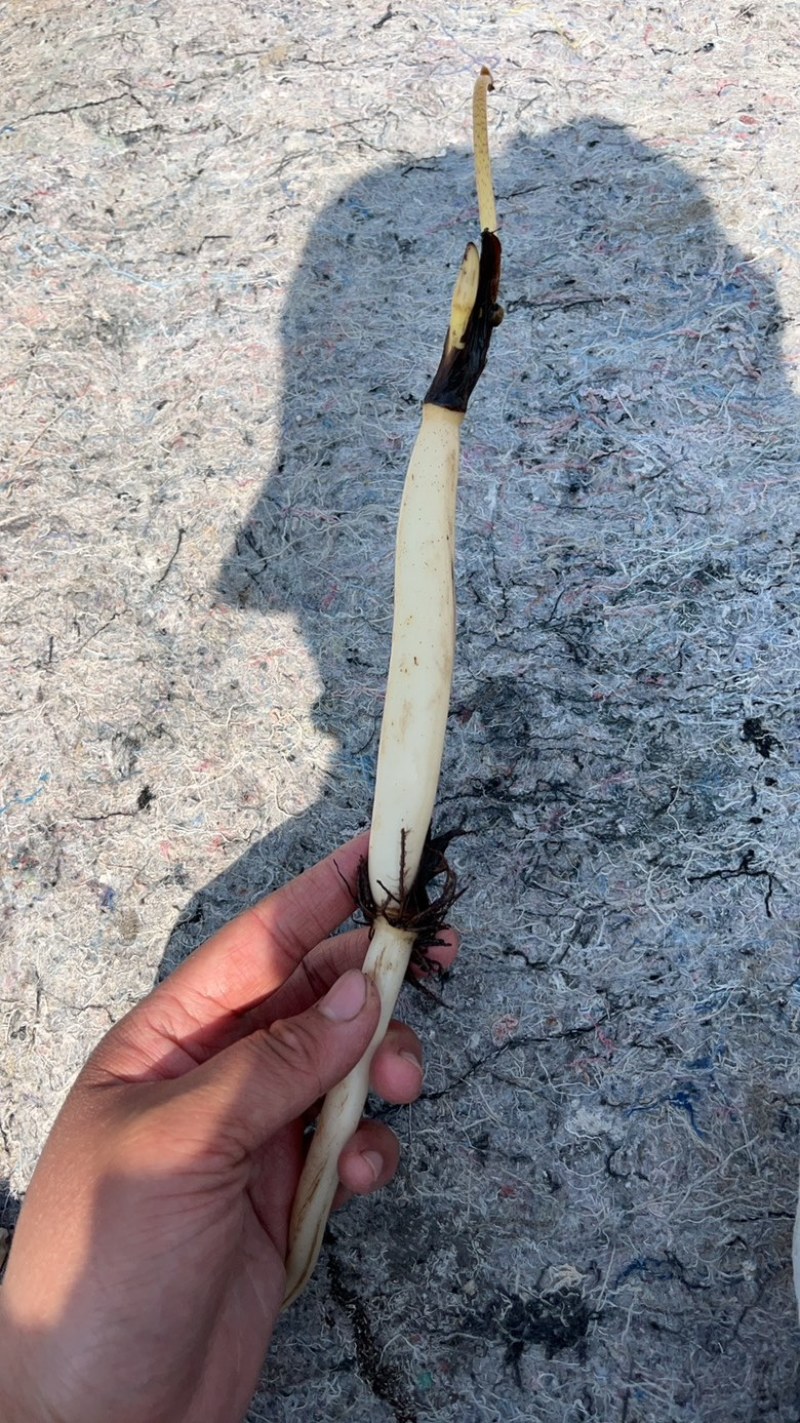 观赏性荷花种苗产地直发货源充足量大从优欢迎电话联系