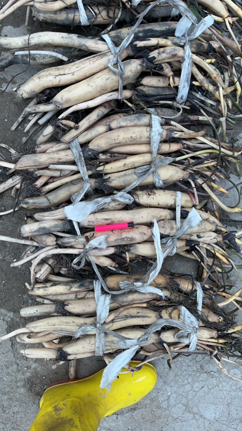 观赏性荷花种苗产地直发货源充足量大从优欢迎电话联系