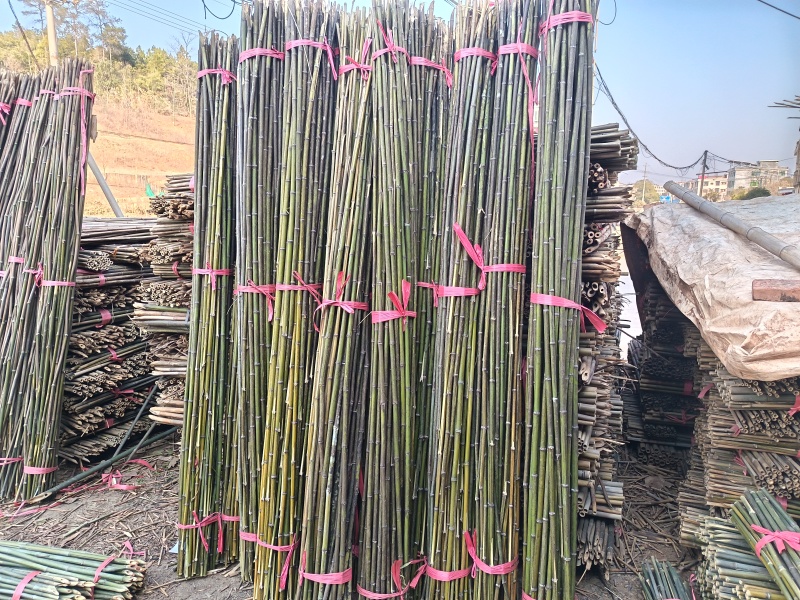 湖南产地批发竹竿，小竹子，菜架竹，豆角架西红柿架，冬瓜架