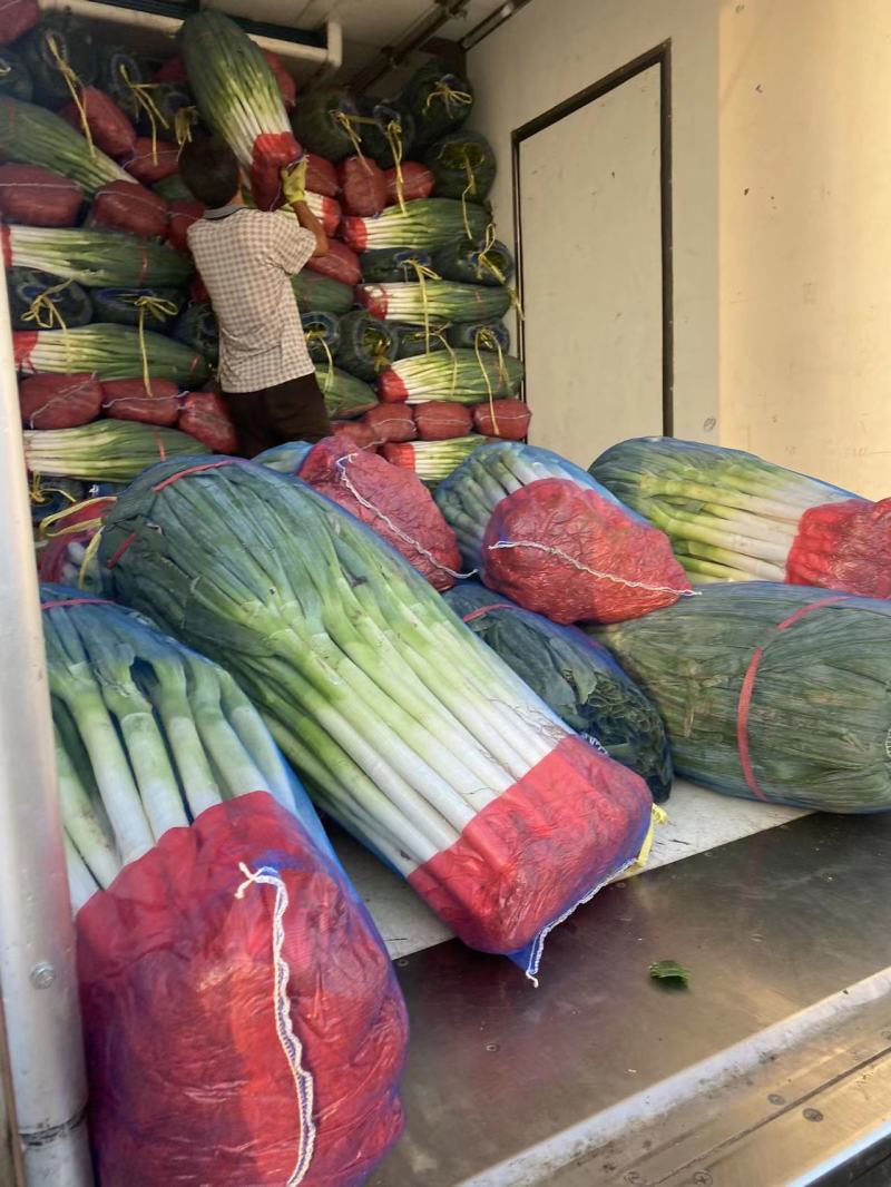 山东省费县优质铁杆大葱