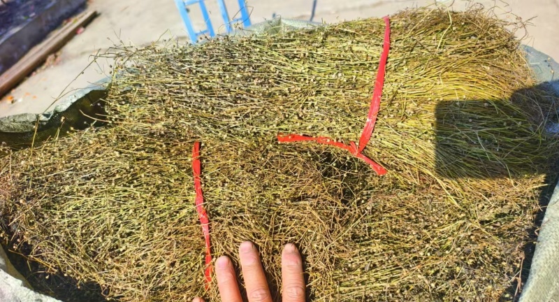 白花蛇舌草野生白花蛇舌草百花蛇舌草舌蛇草