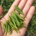 黄金茶（绿茶系列）