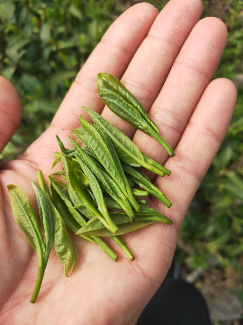 黄金茶（绿茶系列）