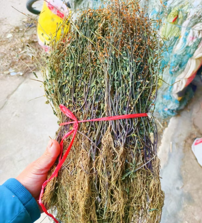 半枝莲全棵带根2025新货无硫自然晒干产地现货发货全国