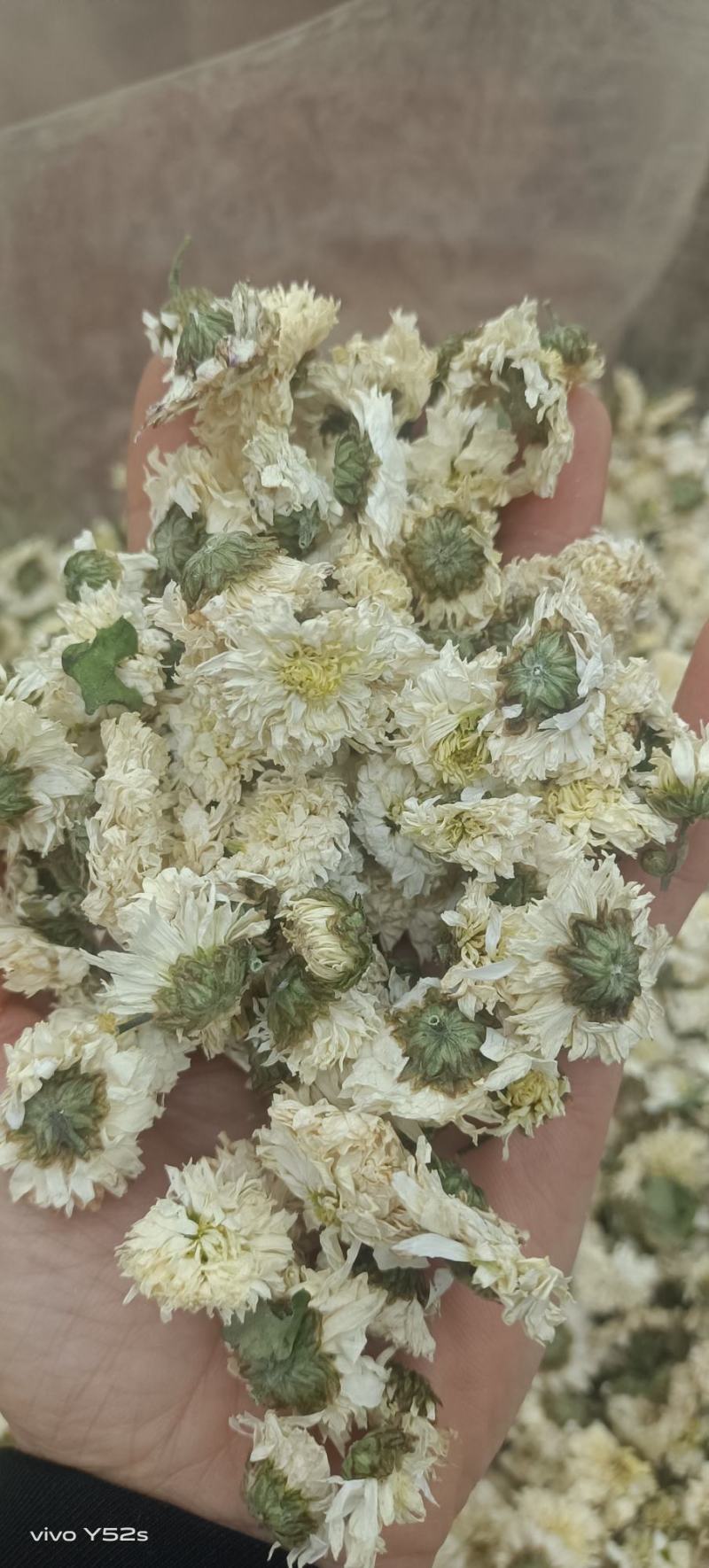 菊花各种花茶批发，应有尽有