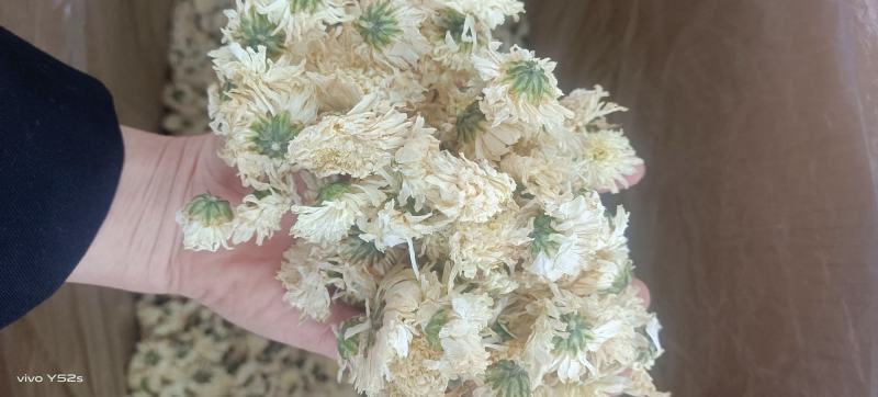 菊花各种花茶批发，应有尽有
