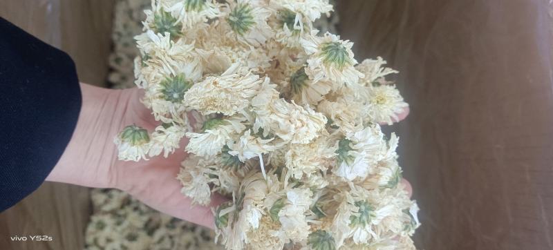 菊花各种花茶批发，应有尽有