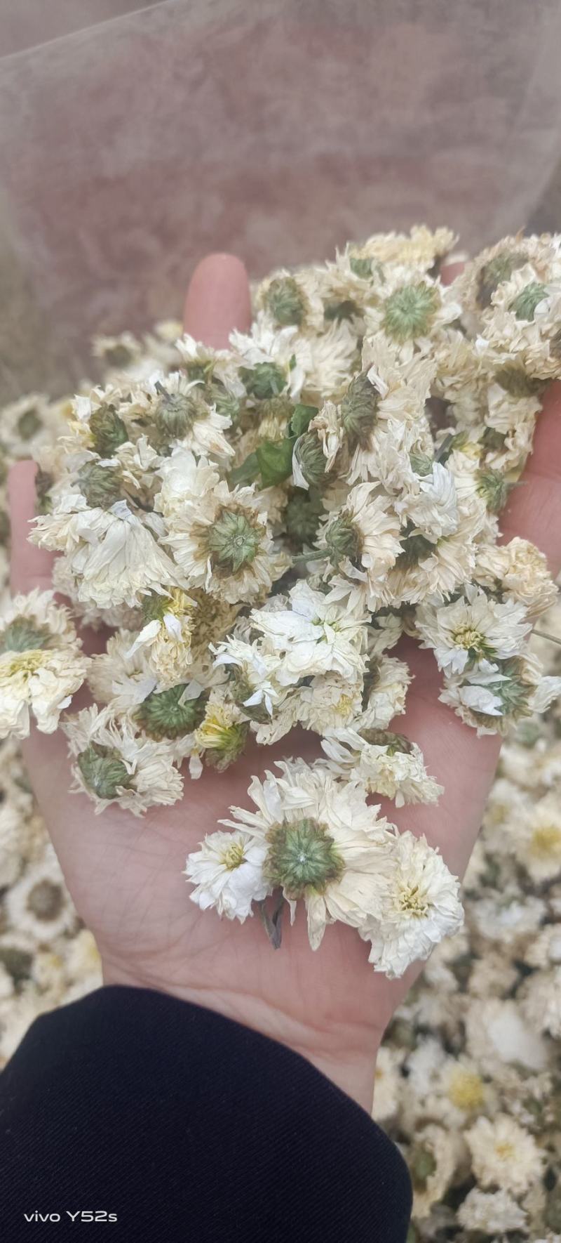 菊花各种花茶批发，应有尽有