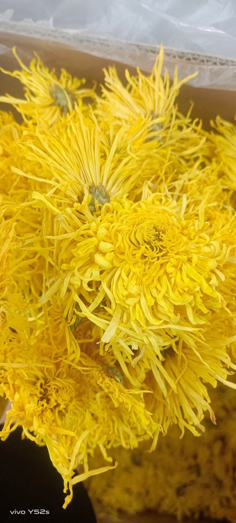 菊花各种花茶批发，应有尽有