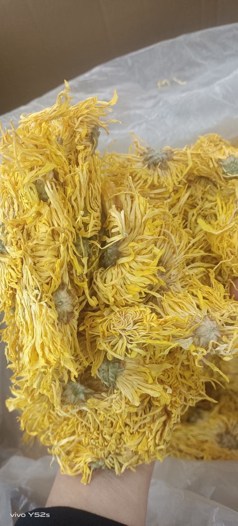 菊花各种花茶批发，应有尽有