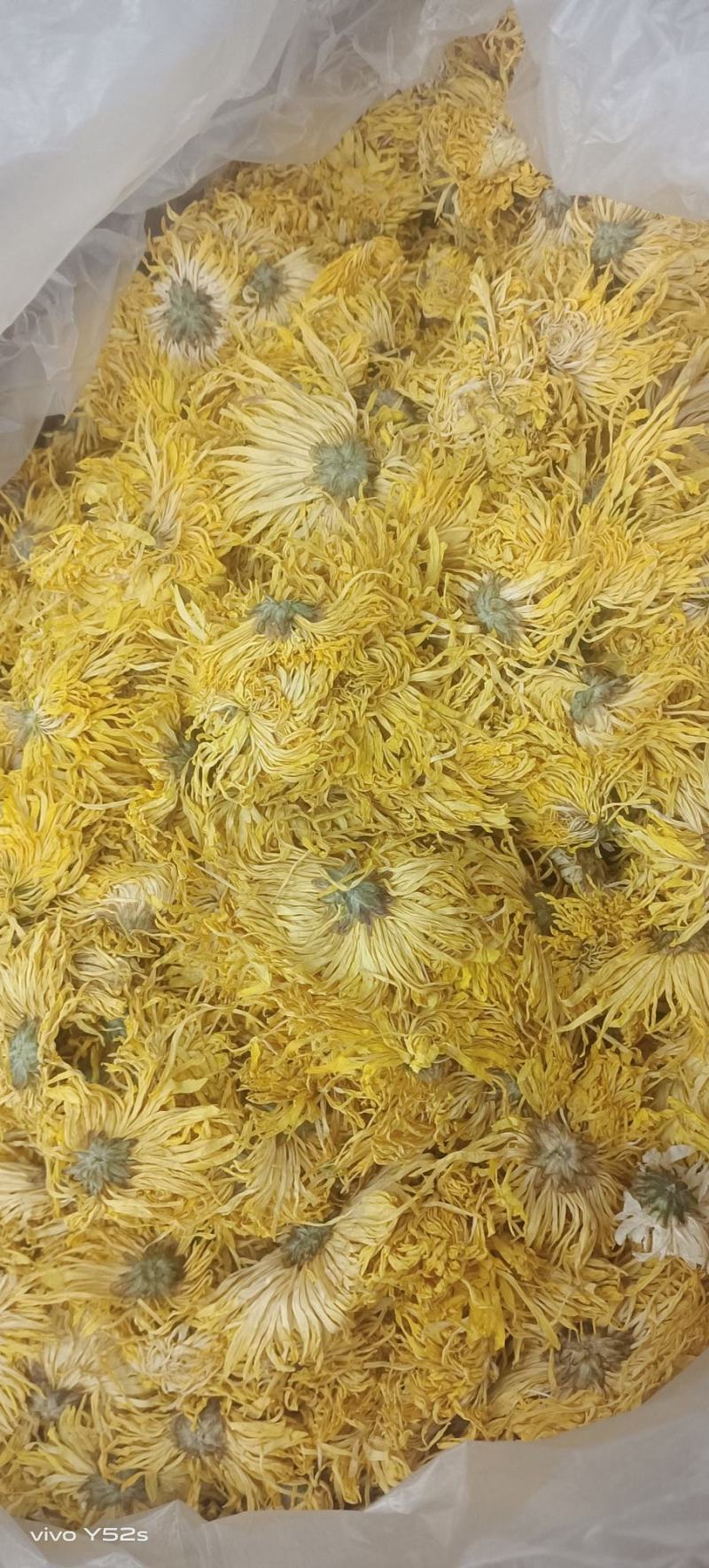 菊花各种花茶批发，应有尽有
