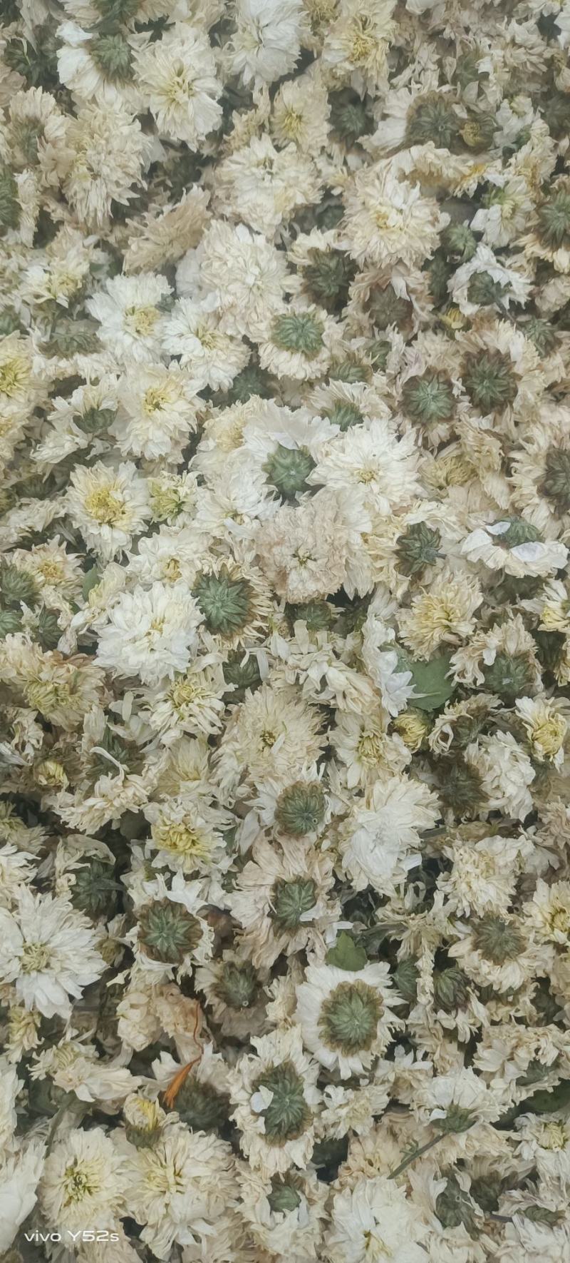 菊花各种花茶批发，应有尽有