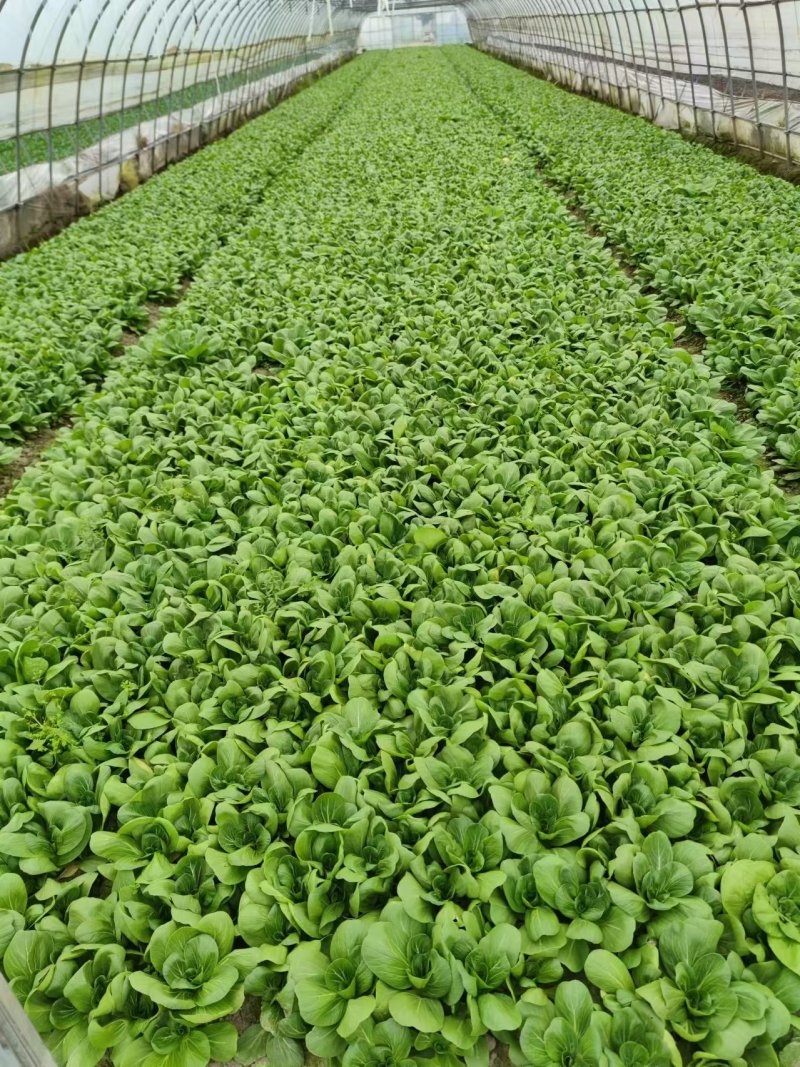 广东菜心菜苔产地直销货源充足，现摘现发，量大从优，欢迎