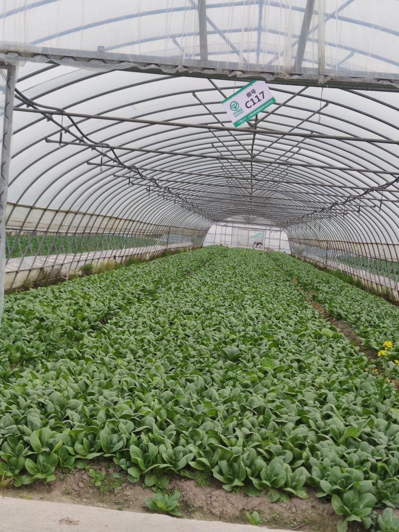广东菜心菜苔产地直销货源充足，现摘现发，量大从优，欢迎
