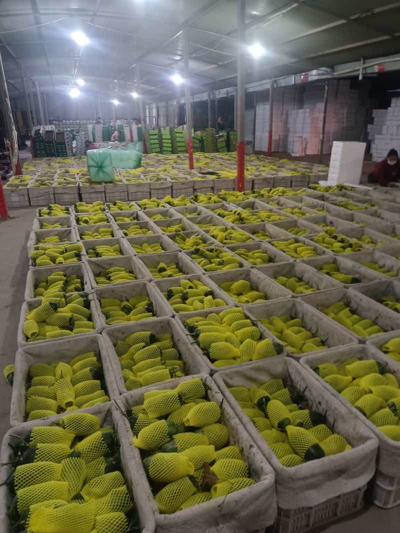 绿美人甜瓜天美519密园十八甜瓜产地量大口感好糖度高
