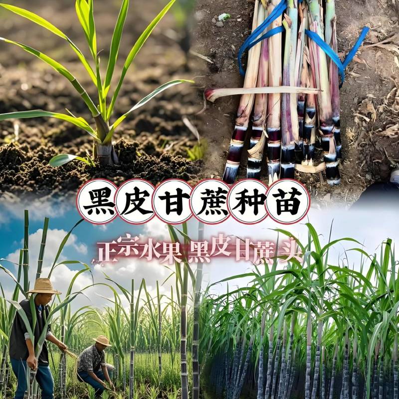 （精品甘蔗苗成活率高对接全国市场量大从优欢迎采购