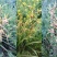 桐城小花绿茶