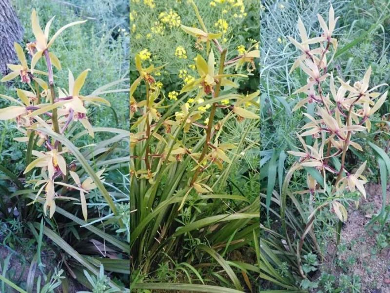 桐城小花绿茶