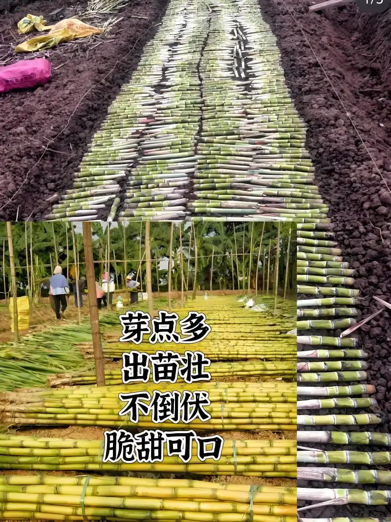 （精品甘蔗苗成活率高对接全国市场量大从优欢迎采购