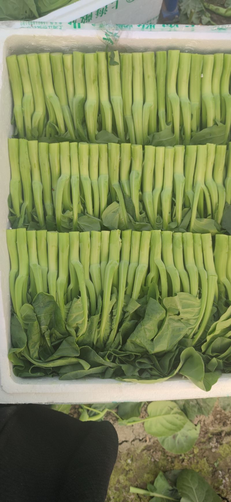 现货充足！中花芥蓝货源充足现摘现发量大从优欢迎来电