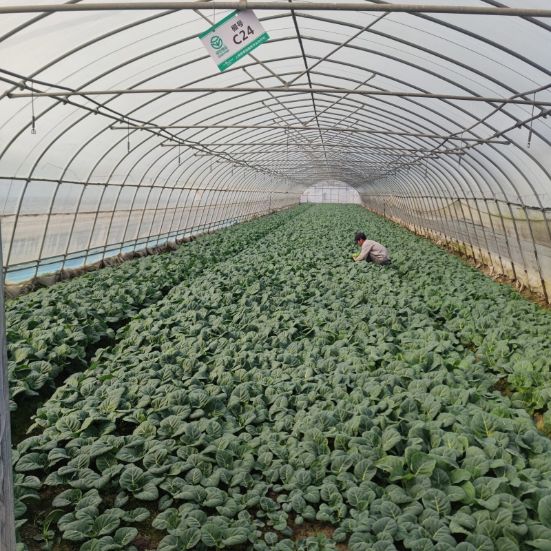 现货充足！中花芥蓝货源充足现摘现发量大从优欢迎来电