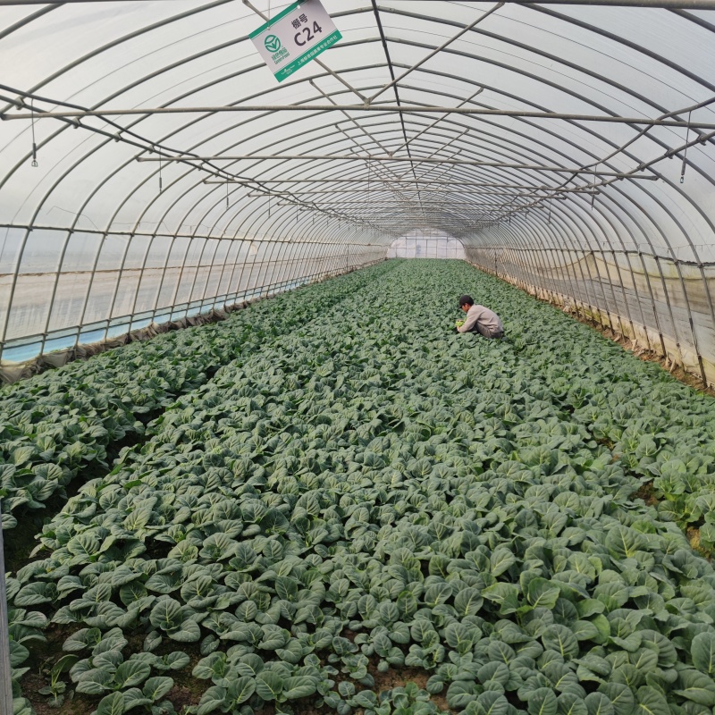 现货充足！中花芥蓝货源充足现摘现发量大从优欢迎来电