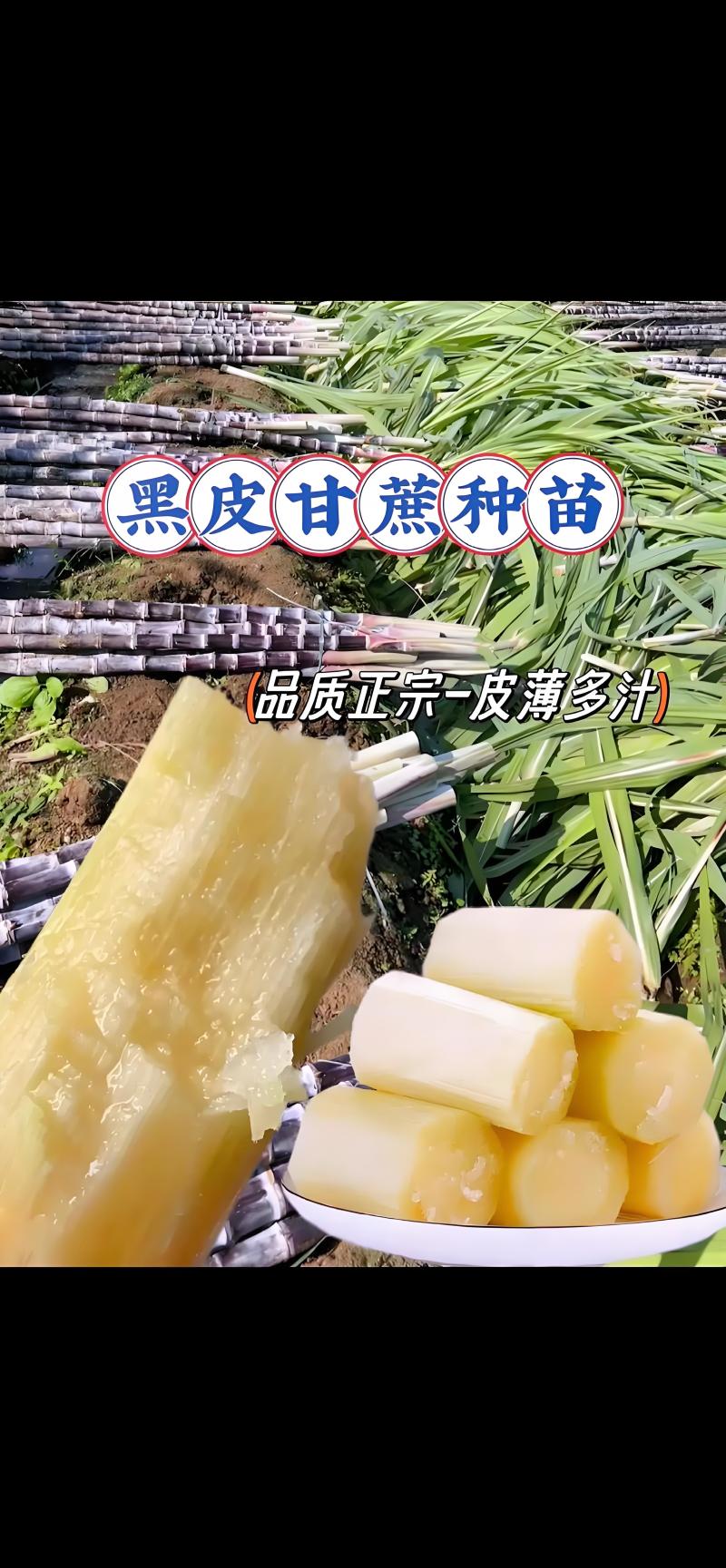 广西甘蔗种苗黑甘蔗苗黄皮甘蔗苗黑甘蔗苗成活率高甜度高
