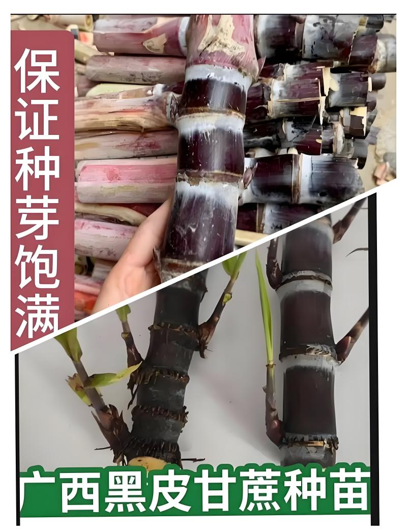 广西甘蔗种苗黑甘蔗苗黄皮甘蔗苗黑甘蔗苗成活率高甜度高