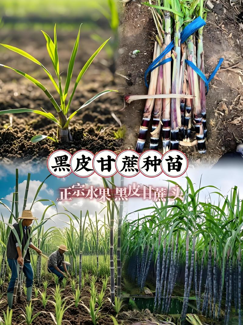 广西甘蔗种苗黑甘蔗苗黄皮甘蔗苗黑甘蔗苗成活率高甜度高