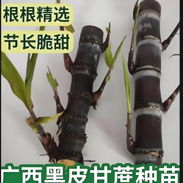 广东【甘蔗苗】黑皮甘蔗苗成活率高欢迎咨询
