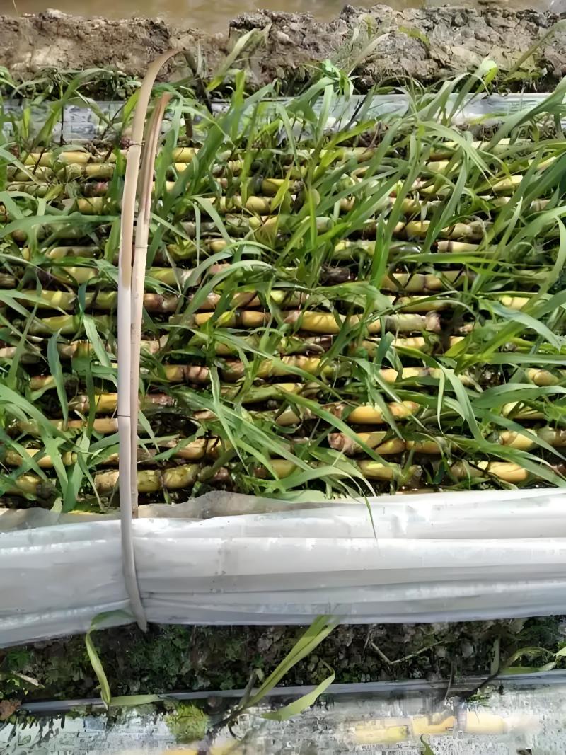 广西玉林甘蔗芽甘蔗苗黑皮甘蔗苗黄皮甘蔗苗成活高欢迎咨询