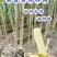 广西玉林甘蔗芽甘蔗苗黑皮甘蔗苗黄皮甘蔗苗成活高欢迎咨询