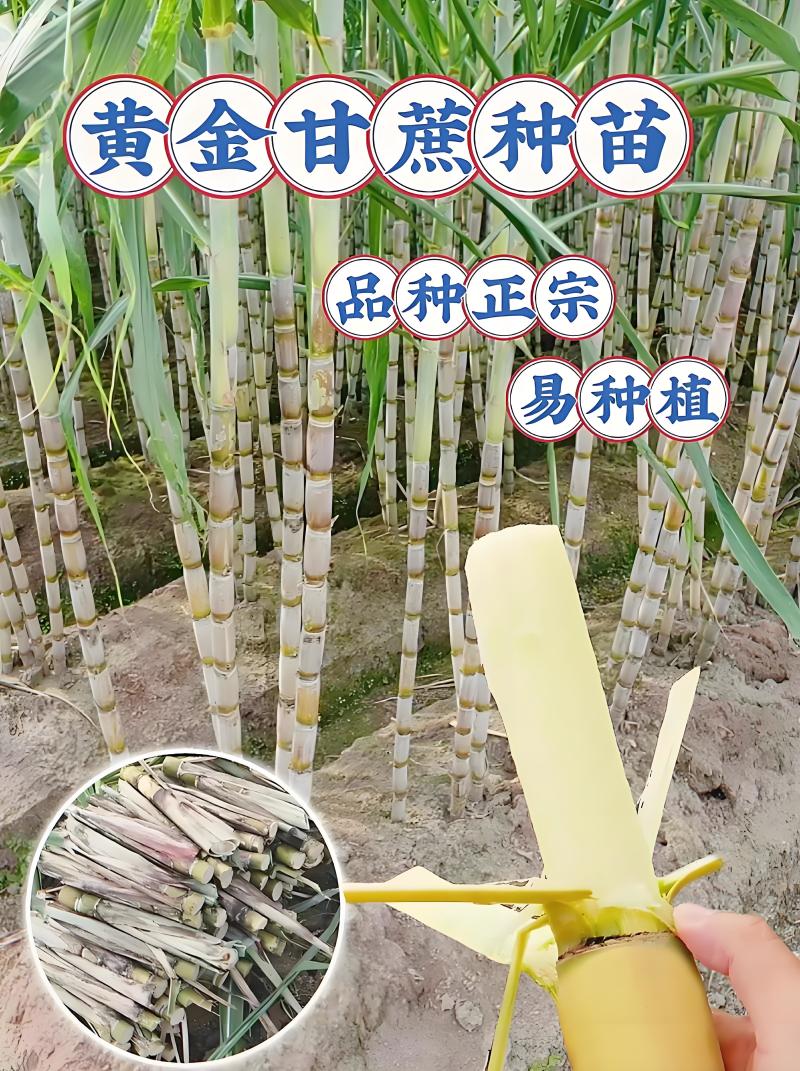广西玉林甘蔗芽甘蔗苗黑皮甘蔗苗黄皮甘蔗苗成活高欢迎咨询