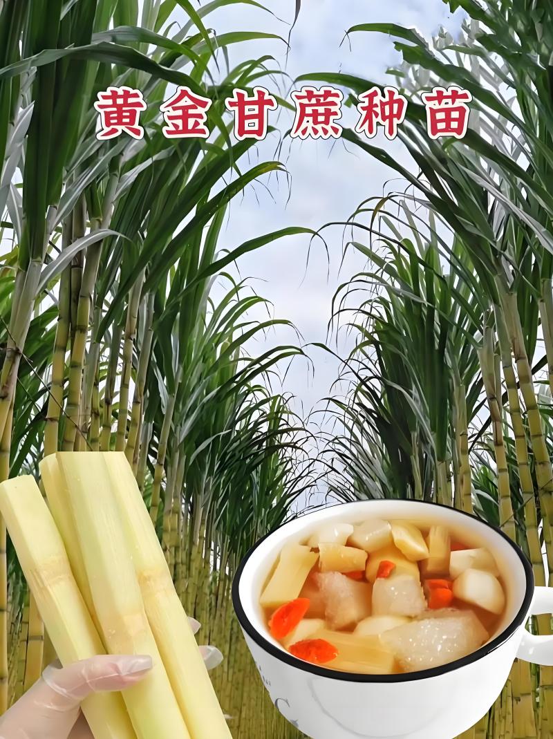 广西玉林甘蔗芽甘蔗苗黑皮甘蔗苗黄皮甘蔗苗成活高欢迎咨询