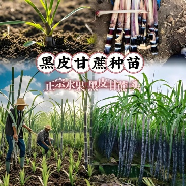 广西甘蔗苗黑皮黄皮甘蔗苗甘蔗可提供技术指导一条龙服