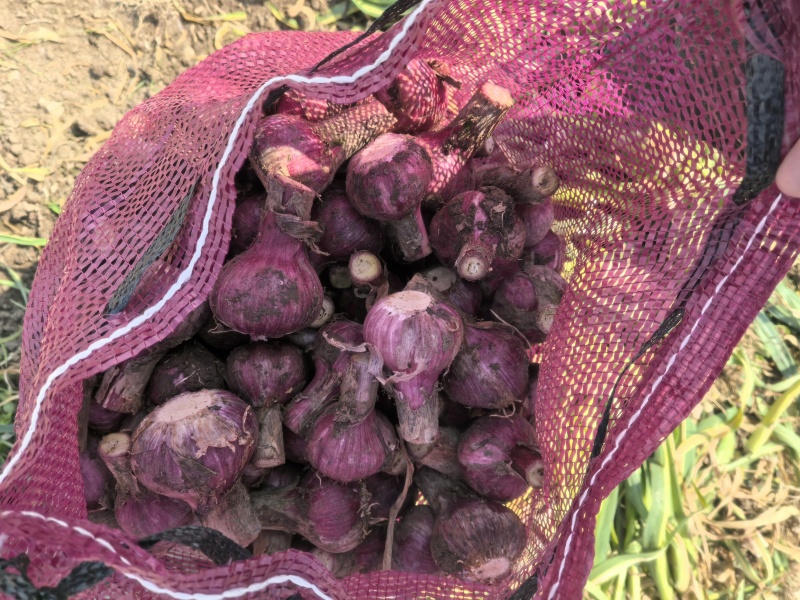云南白皮蒜7.5一公斤