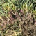 云南白皮蒜7.5一公斤