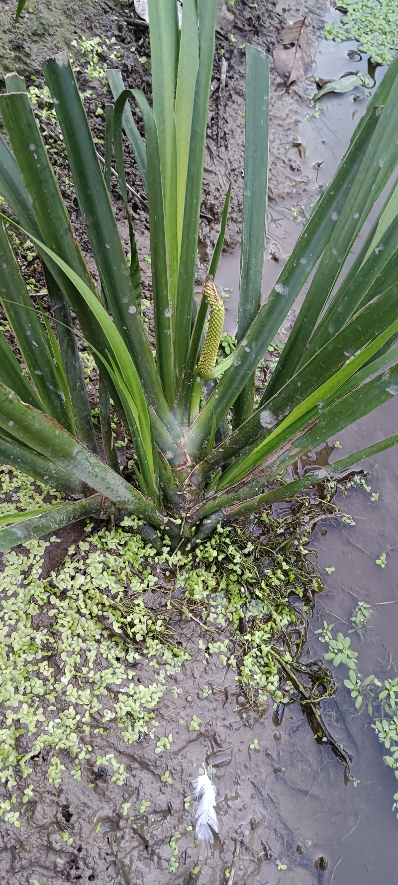 自产自销石菖蒲鲜货种苗供应