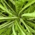 【推荐】雪里红/市场，工厂腌制用品/视频看货/欢迎咨询