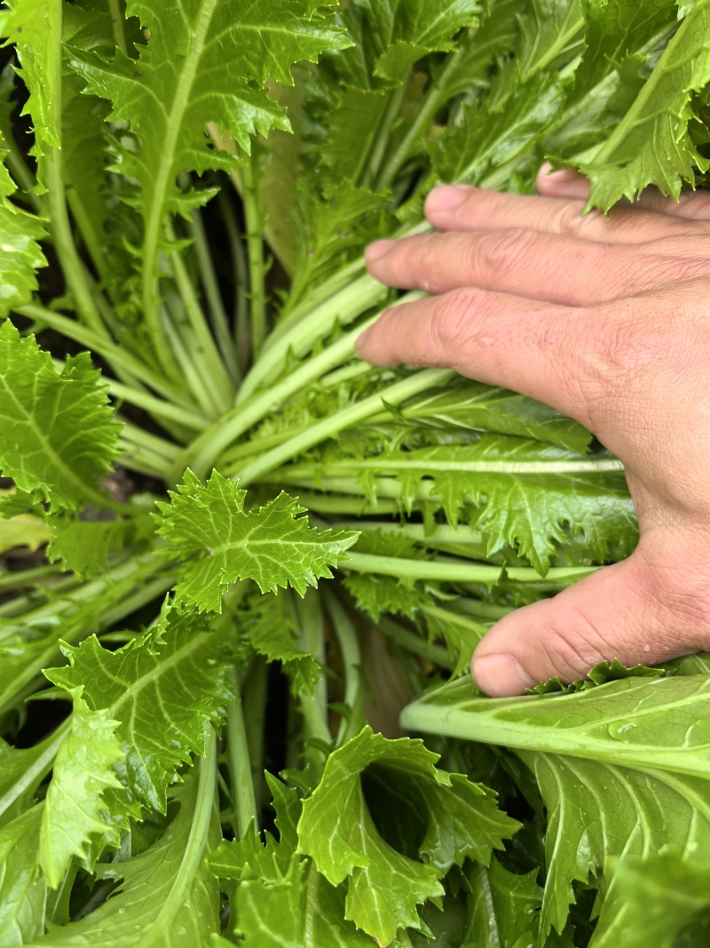 【推荐】雪里红/市场，工厂腌制用品/视频看货/欢迎咨询