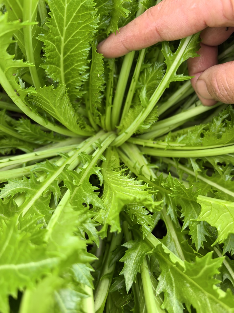 【推荐】雪里红/市场，工厂腌制用品/视频看货/欢迎咨询