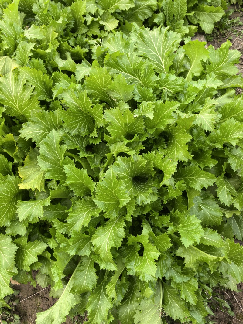 【推荐】雪里红/市场，工厂腌制用品/视频看货/欢迎咨询