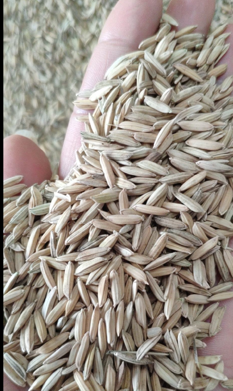 谷芽是药用谷牙看清楚再拍，不要误拍