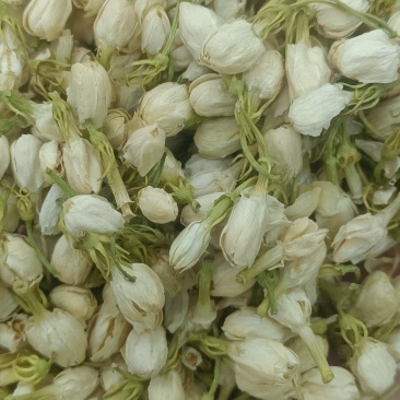 茉莉花无美颜，无滤镜，实物拍摄，放心下单