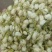 茉莉花无美颜，无滤镜，实物拍摄，放心下单