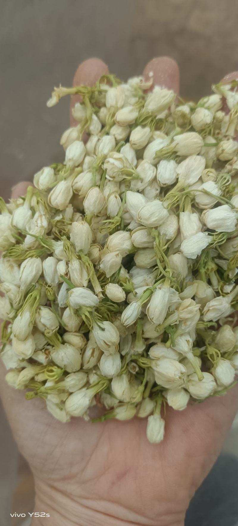 茉莉花无美颜，无滤镜，实物拍摄，放心下单
