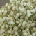 茉莉花无美颜，无滤镜，实物拍摄，放心下单